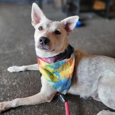 Biscotti, an adoptable Cattle Dog in Sioux Falls, SD, 57106 | Photo Image 3