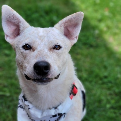 Biscotti, an adoptable Cattle Dog in Sioux Falls, SD, 57106 | Photo Image 6