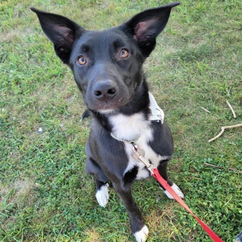 Bradford, an adoptable Pit Bull Terrier in Sioux Falls, SD, 57106 | Photo Image 1