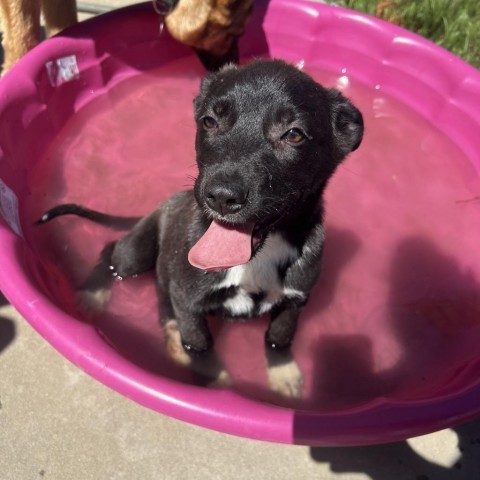 Bradford, an adoptable Pit Bull Terrier in Sioux Falls, SD, 57106 | Photo Image 2