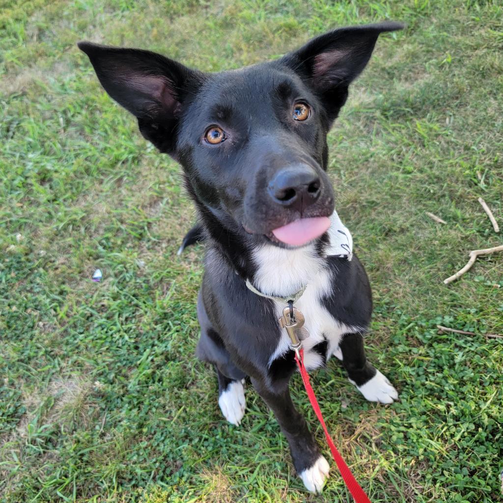 Bradford, an adoptable Pit Bull Terrier in Sioux Falls, SD, 57106 | Photo Image 2