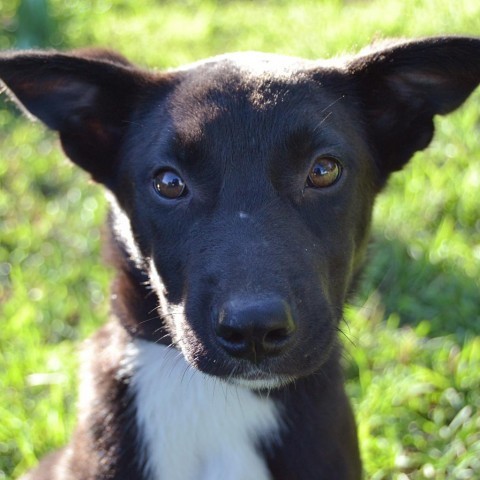 Bradford, an adoptable Pit Bull Terrier in Sioux Falls, SD, 57106 | Photo Image 3