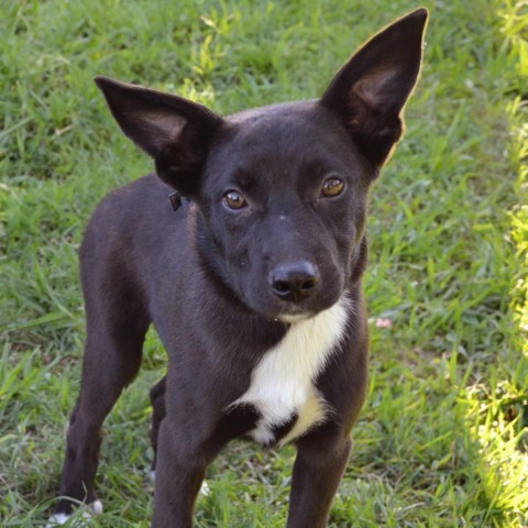 Bradford, an adoptable Pit Bull Terrier in Sioux Falls, SD, 57106 | Photo Image 4