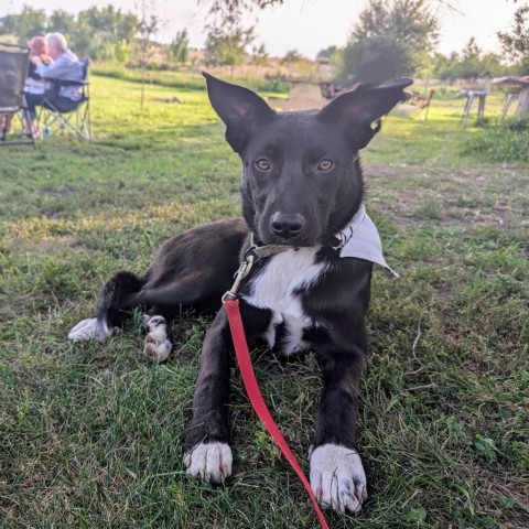 Bradford, an adoptable Pit Bull Terrier in Sioux Falls, SD, 57106 | Photo Image 4