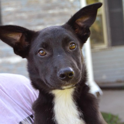 Bradford, an adoptable Pit Bull Terrier in Sioux Falls, SD, 57106 | Photo Image 5