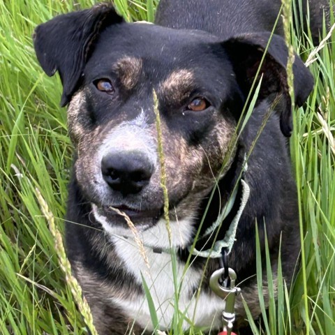 Dennis, an adoptable Mixed Breed in Sioux Falls, SD, 57106 | Photo Image 1