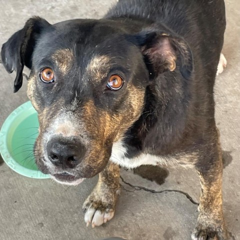 Dennis, an adoptable Mixed Breed in Sioux Falls, SD, 57106 | Photo Image 2