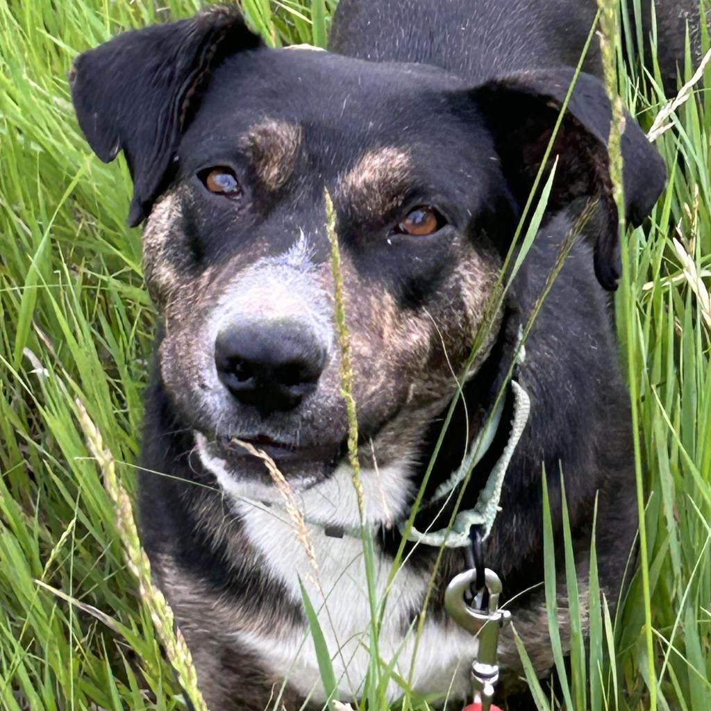 Dennis, an adoptable Mixed Breed in Sioux Falls, SD, 57106 | Photo Image 2