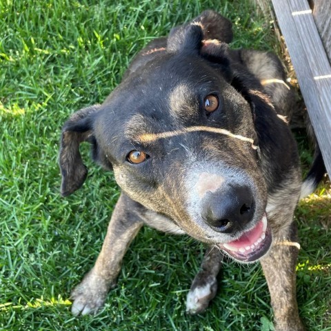 Dennis, an adoptable Mixed Breed in Sioux Falls, SD, 57106 | Photo Image 3