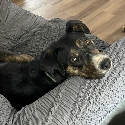 Dennis, an adoptable Mixed Breed in Sioux Falls, SD, 57106 | Photo Image 3