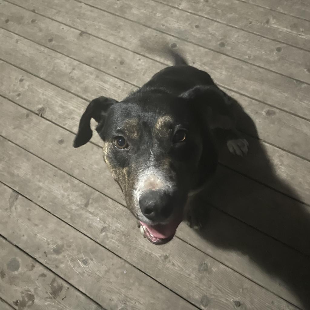 Dennis, an adoptable Mixed Breed in Sioux Falls, SD, 57106 | Photo Image 3