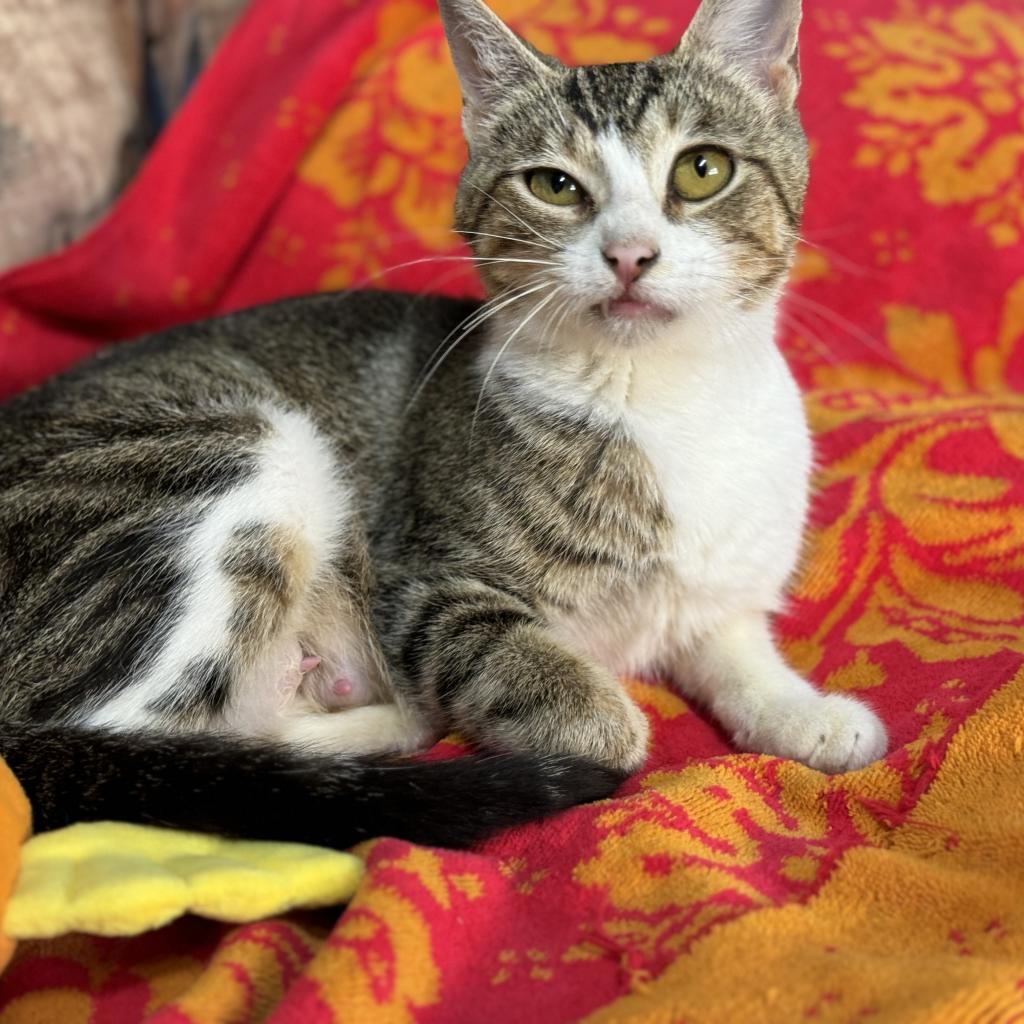 Mona, an adoptable Domestic Short Hair in Pinson, TN, 38366 | Photo Image 2