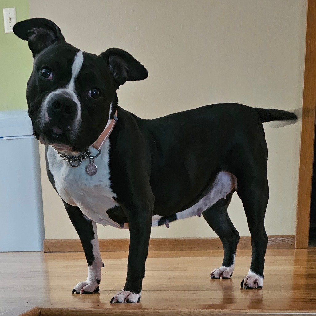 Kala, an adoptable Mixed Breed in Bismarck, ND, 58507 | Photo Image 1