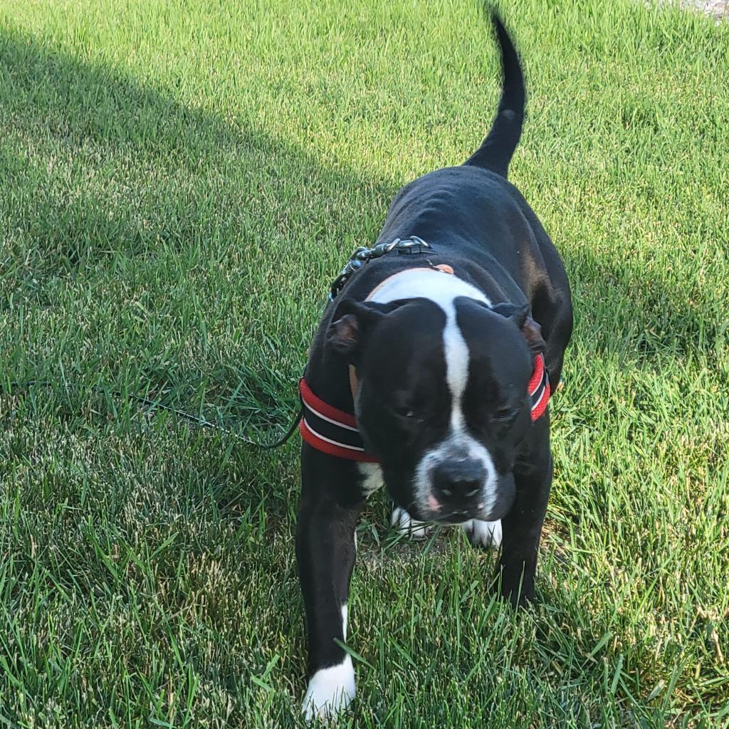 Kala, an adoptable American Bulldog, Pit Bull Terrier in Bismarck, ND, 58507 | Photo Image 2