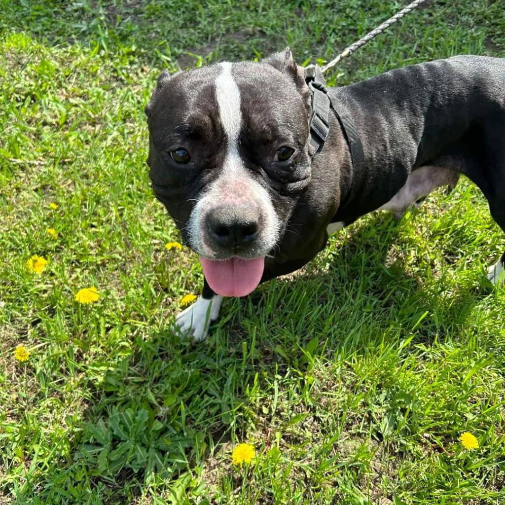 Kala, an adoptable Mixed Breed in Bismarck, ND, 58507 | Photo Image 5