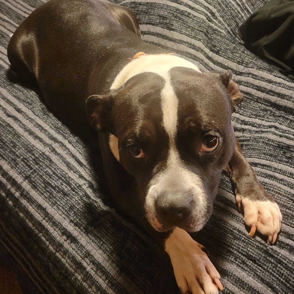 Kala, an adoptable Mixed Breed in Bismarck, ND, 58507 | Photo Image 6