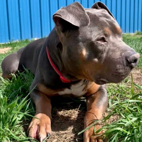 Chipper, an adoptable Mixed Breed in Bismarck, ND, 58507 | Photo Image 1