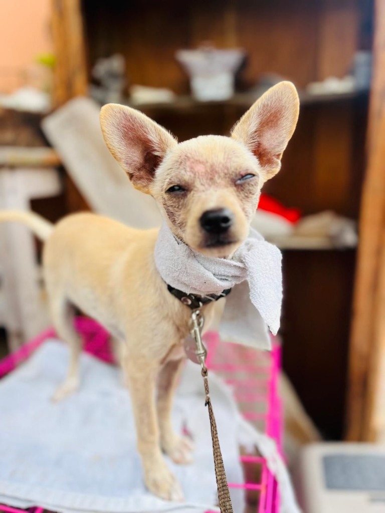 Kiki, an adoptable Chihuahua in San Juan de Abajo, NAY, 63732 | Photo Image 1