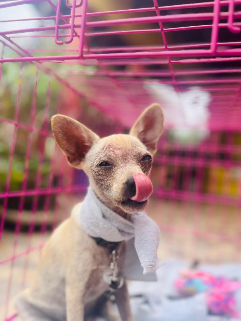 Kiki, an adoptable Chihuahua in San Juan de Abajo, NAY, 63732 | Photo Image 2