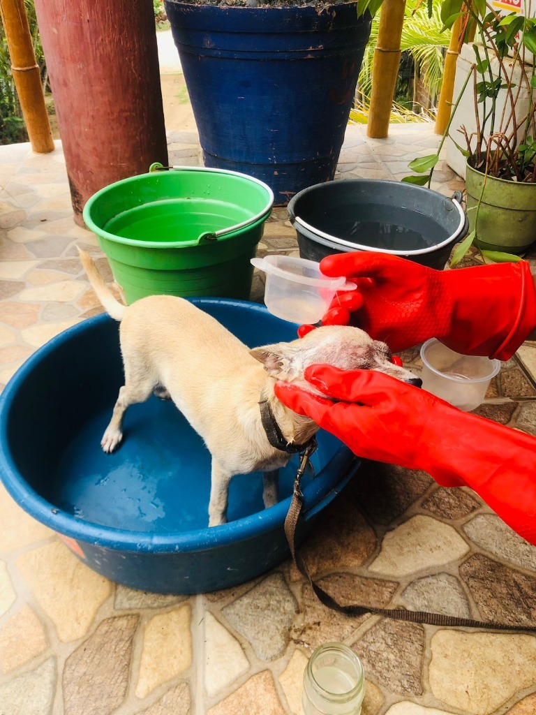 Kiki, an adoptable Chihuahua in San Juan de Abajo, NAY, 63732 | Photo Image 3