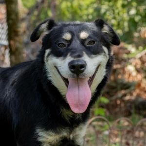 SUNSHINE Australian Shepherd Dog