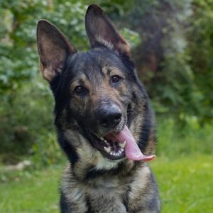 CAPHONE Belgian Shepherd / Malinois Dog