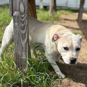 KAYLA English Bulldog Dog