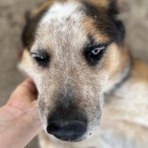 BANDIT Australian Shepherd Dog