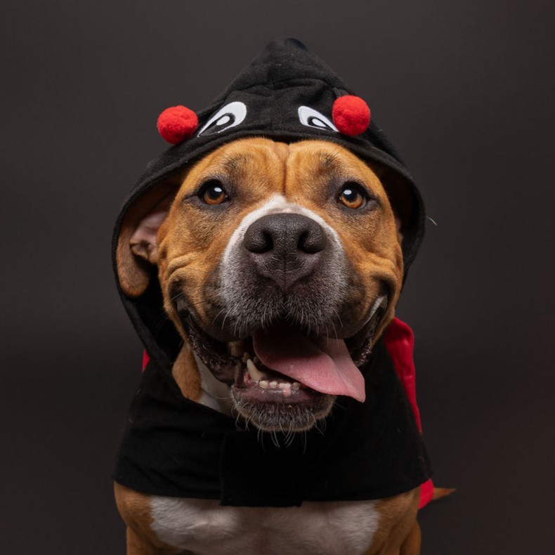 Bokhee, an adoptable Pit Bull Terrier in Winnabow, NC, 28479 | Photo Image 2