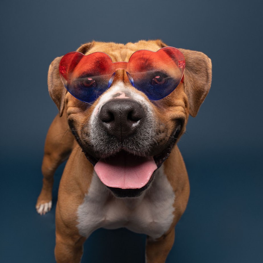 Bokhee, an adoptable Pit Bull Terrier in Winnabow, NC, 28479 | Photo Image 3