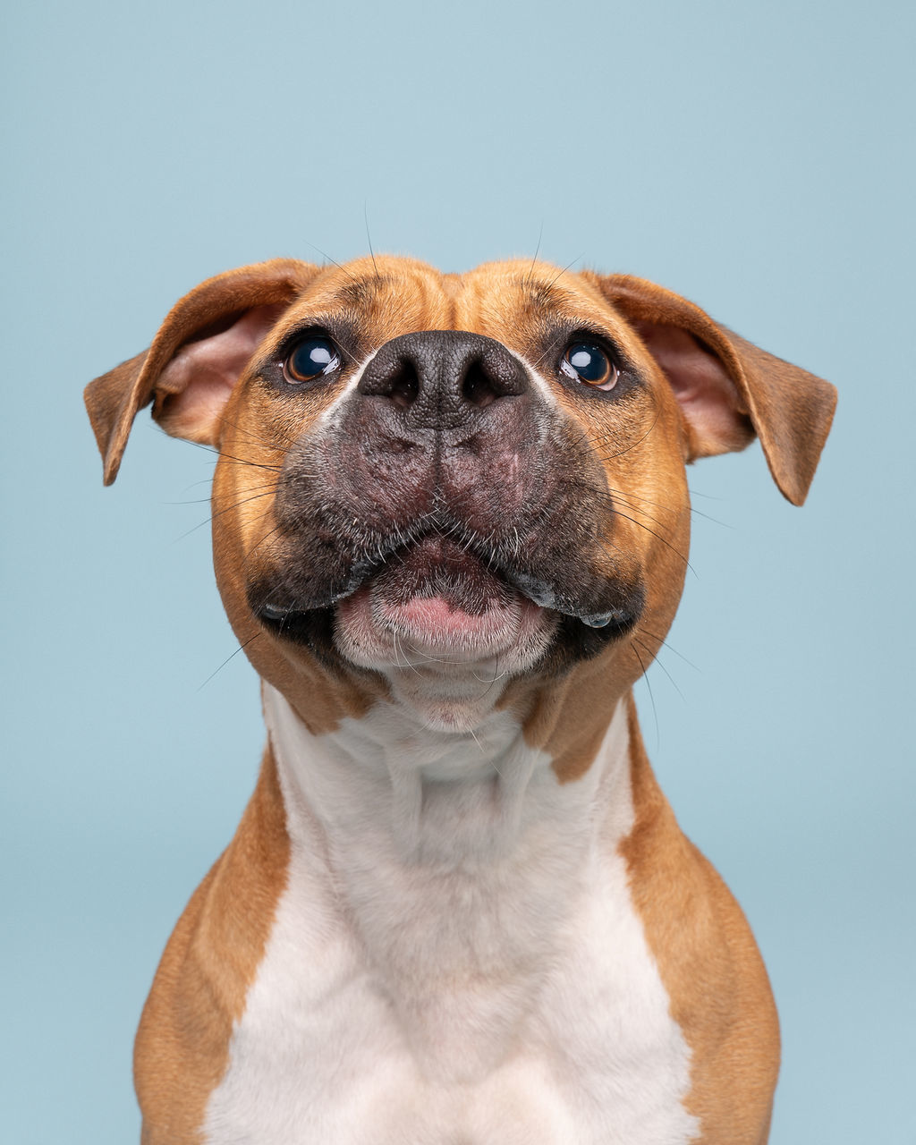 Bokhee, an adoptable Pit Bull Terrier in Winnabow, NC, 28479 | Photo Image 4