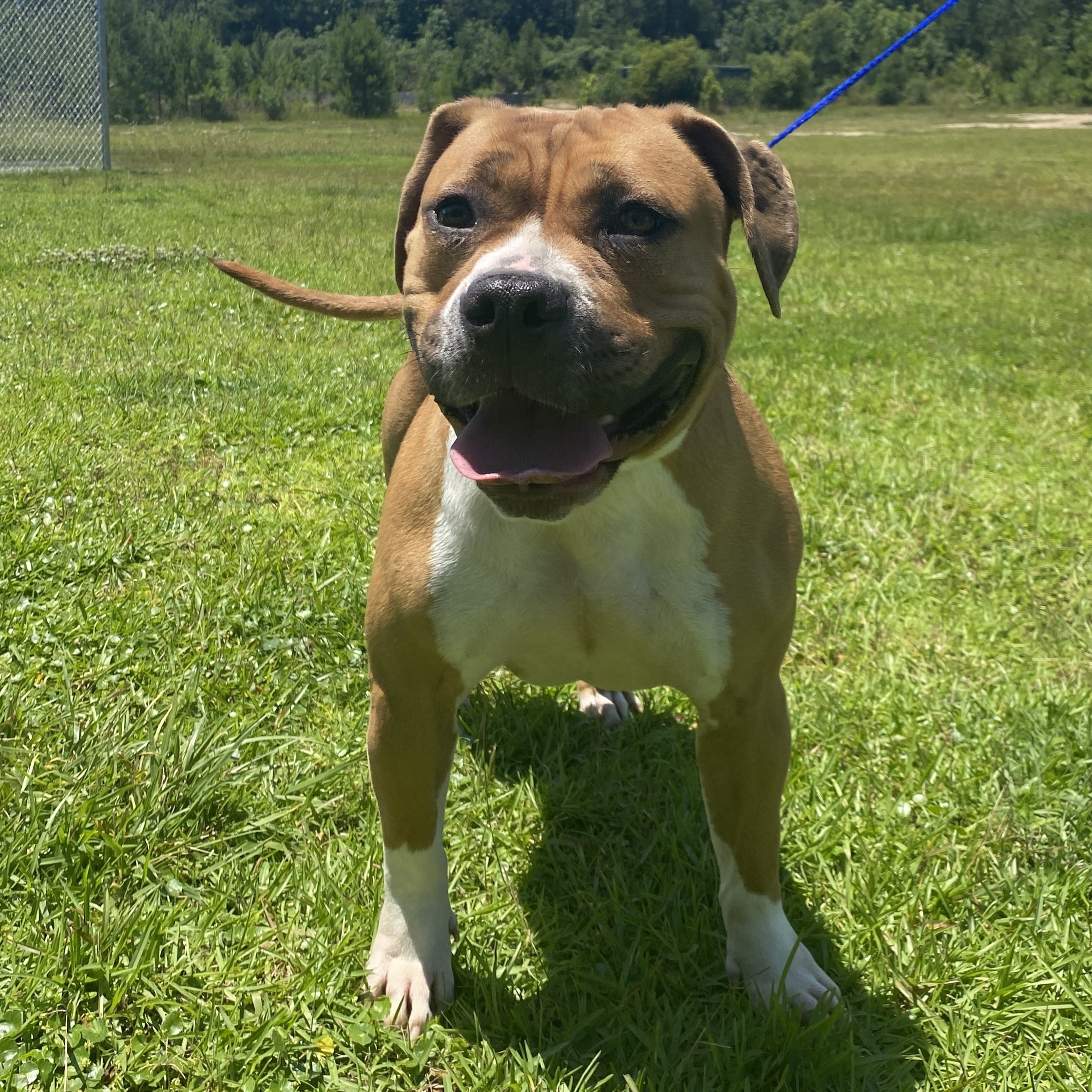 Bokhee, an adoptable Pit Bull Terrier in Winnabow, NC, 28479 | Photo Image 5