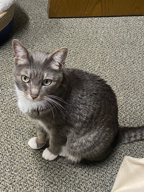 Elaine, an adoptable Domestic Short Hair in Duncan, OK, 73533 | Photo Image 1