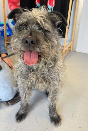 Meet Winky - Are you winking at me She is a sweet girl who had a rough few moments Winky