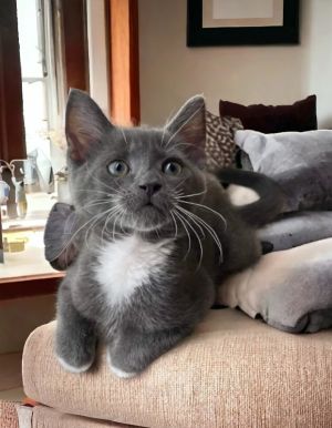 Chorus Tuxedo Cat