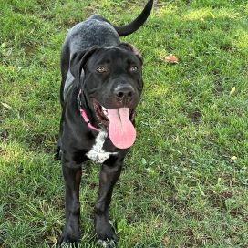 Kirby, an adoptable Labrador Retriever in Redding, CA, 96099 | Photo Image 3