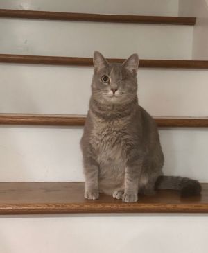 Inez