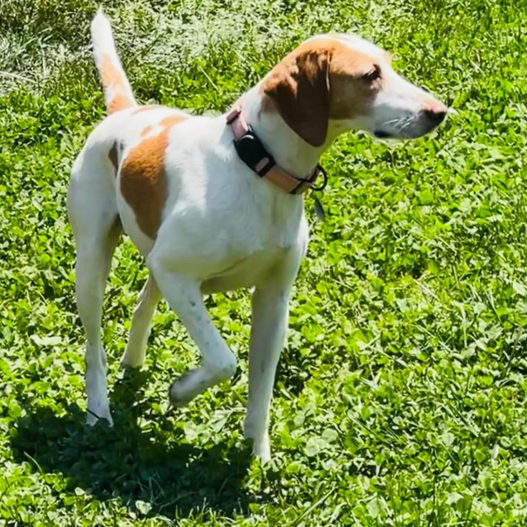 Estelle
