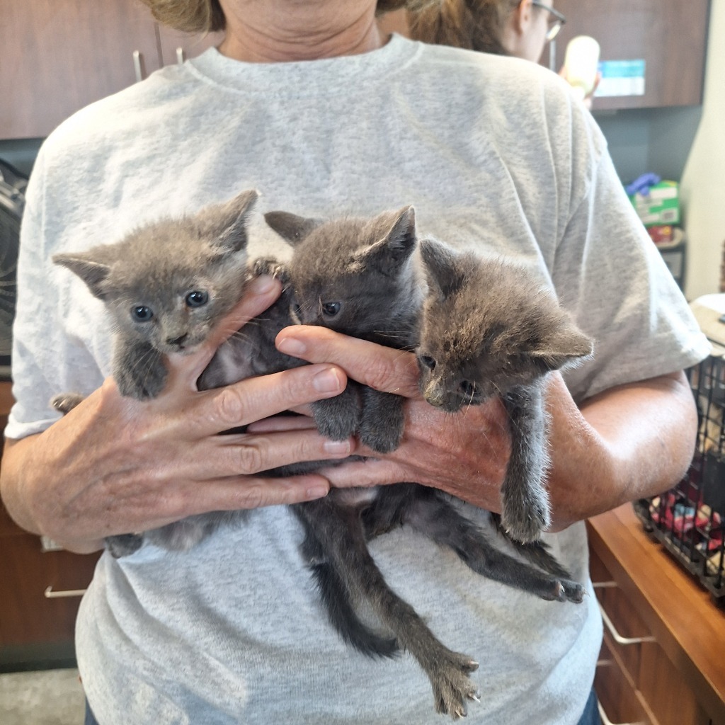 Milton, an adoptable Domestic Short Hair in Gautier, MS, 39553 | Photo Image 1