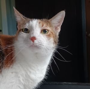 URGENT Angel, Goober and Sparky