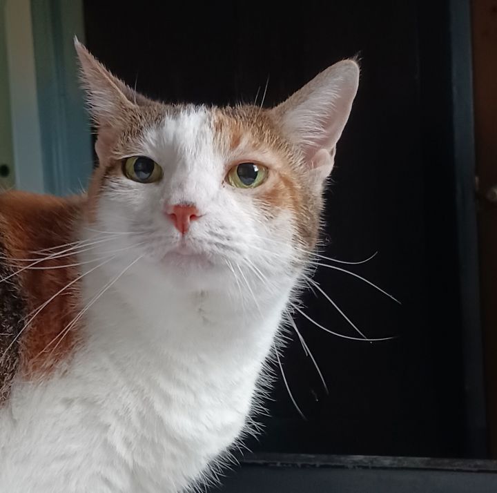 URGENT Angel, Goober and Sparky 1