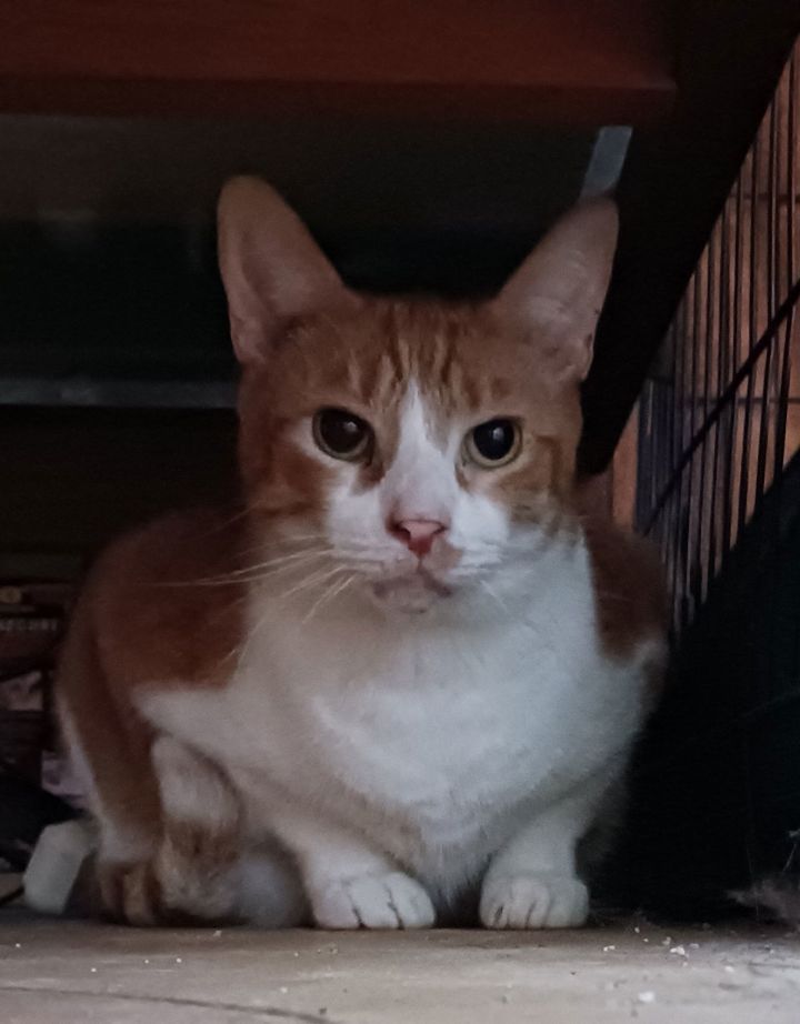 URGENT Angel, Goober and Sparky 2