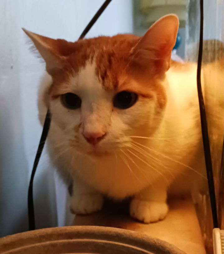 URGENT Angel, Goober and Sparky 3