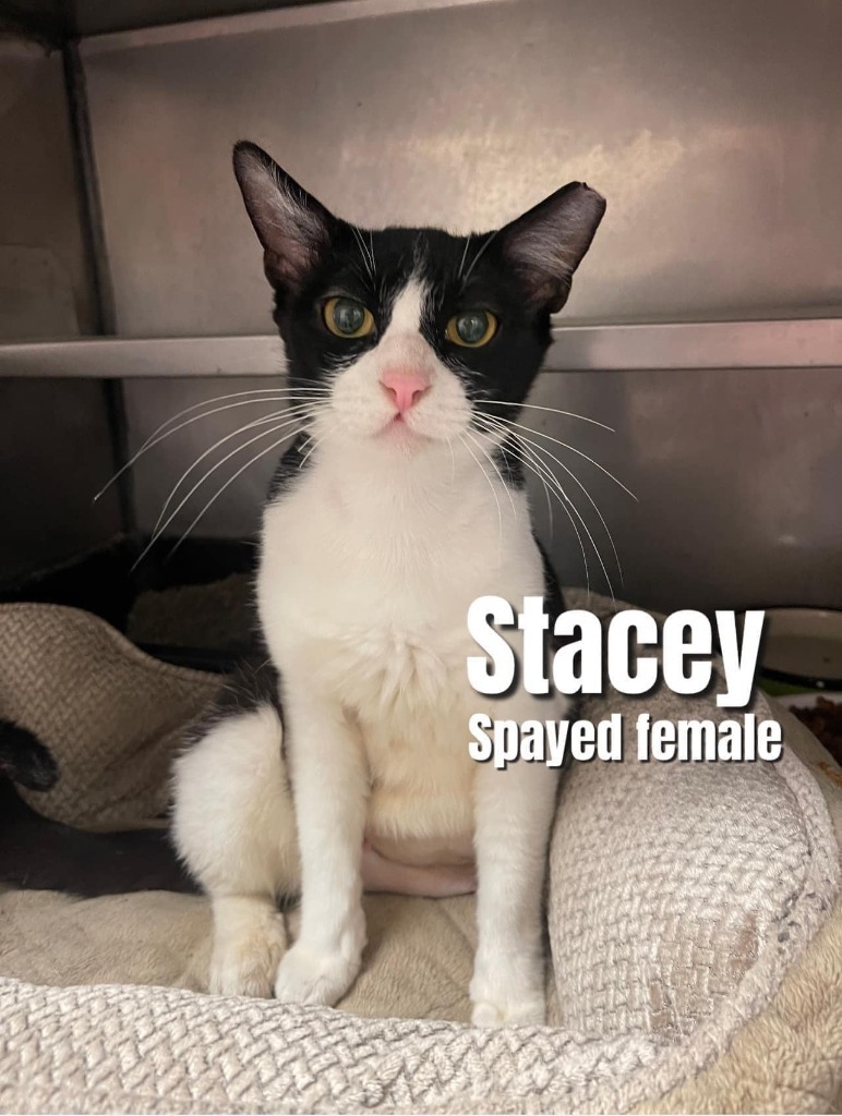 Stacey, an adoptable Domestic Short Hair in Bossier City, LA, 71111 | Photo Image 1