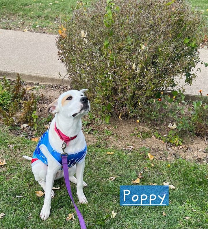 Poppy June 2