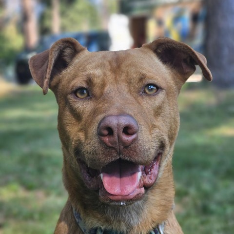 Nacho, an adoptable Mixed Breed in Mount Shasta, CA, 96067 | Photo Image 1