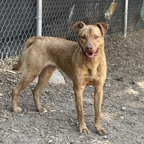 Nacho, an adoptable Mixed Breed in Mount Shasta, CA, 96067 | Photo Image 2