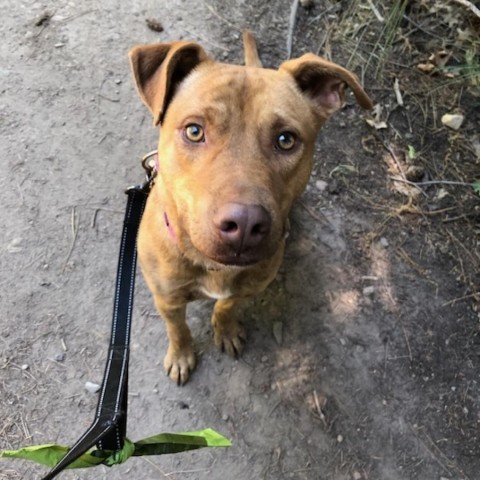 Nacho, an adoptable Mixed Breed in Mount Shasta, CA, 96067 | Photo Image 3