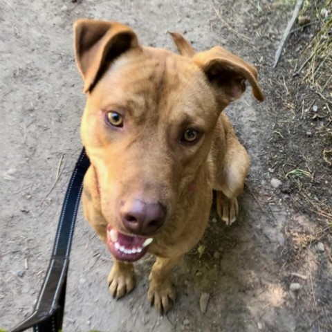 Nacho, an adoptable Mixed Breed in Mount Shasta, CA, 96067 | Photo Image 5