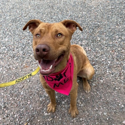 Nacho, an adoptable Mixed Breed in Mount Shasta, CA, 96067 | Photo Image 6